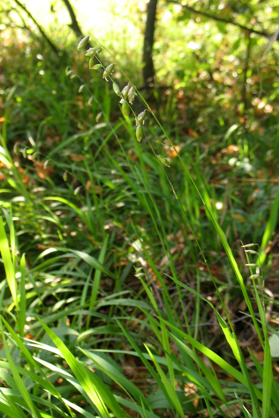 Image of Melica picta specimen.