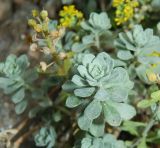 Odontarrhena obtusifolia. Листовая розетка и соплодие. Крым, Севастополь, Балаклава, склон к Балаклавской бухте, скалы. Июль 2019 г.