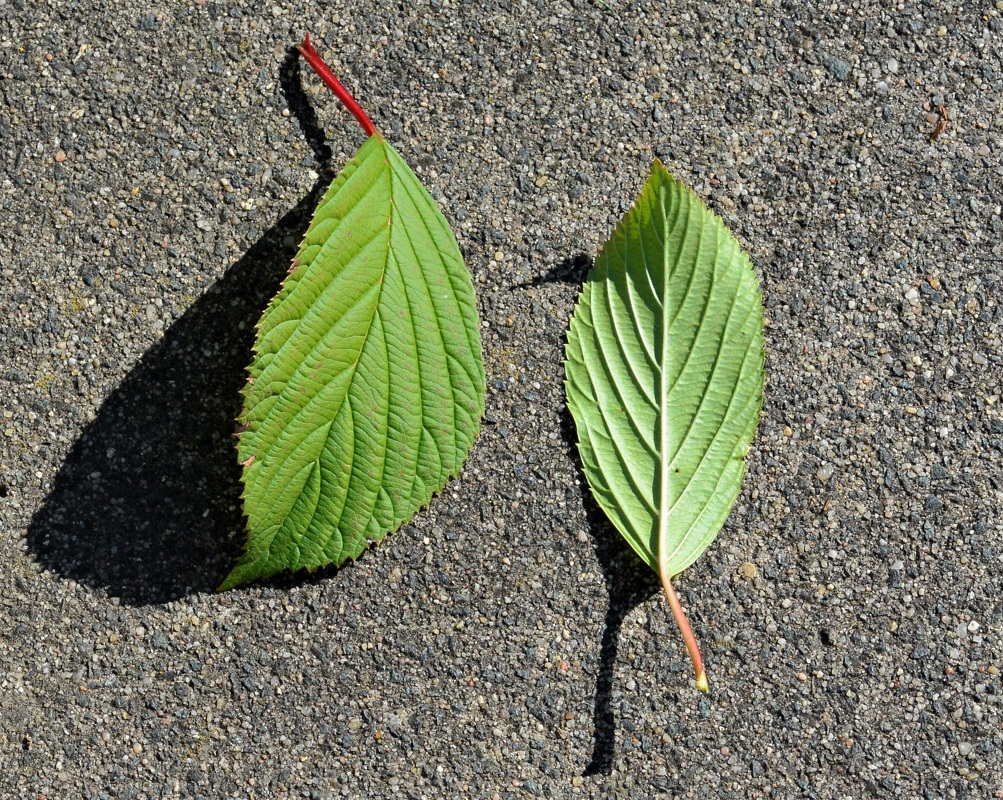 Image of Viburnum &times; bodnantense specimen.