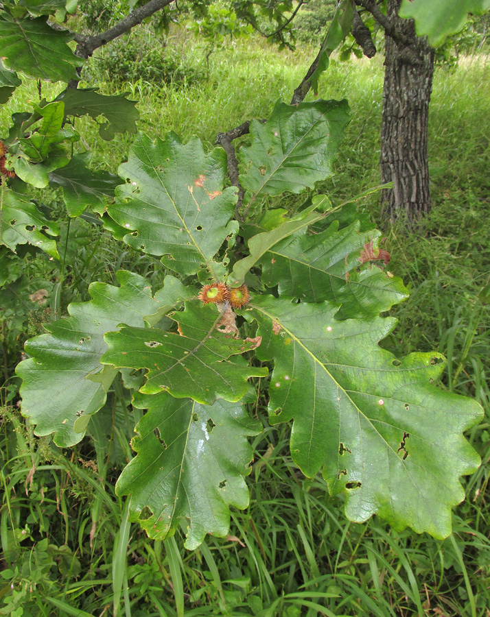 Изображение особи Quercus dentata.