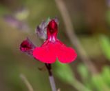 Salvia greggii