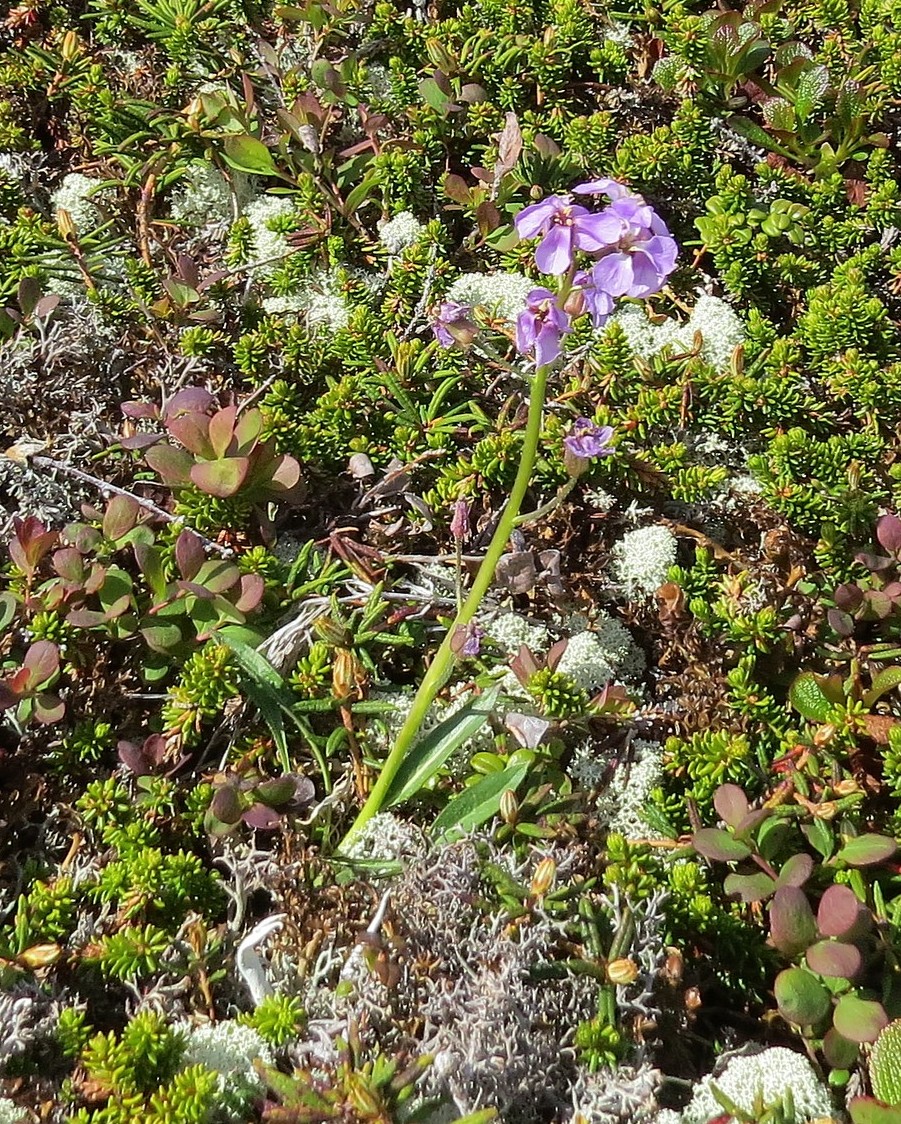 Image of Parrya nudicaulis specimen.