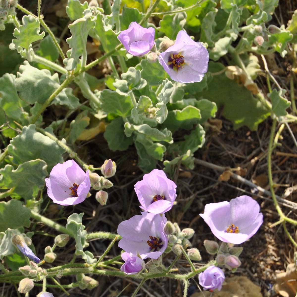 Изображение особи Cristaria glaucophylla.