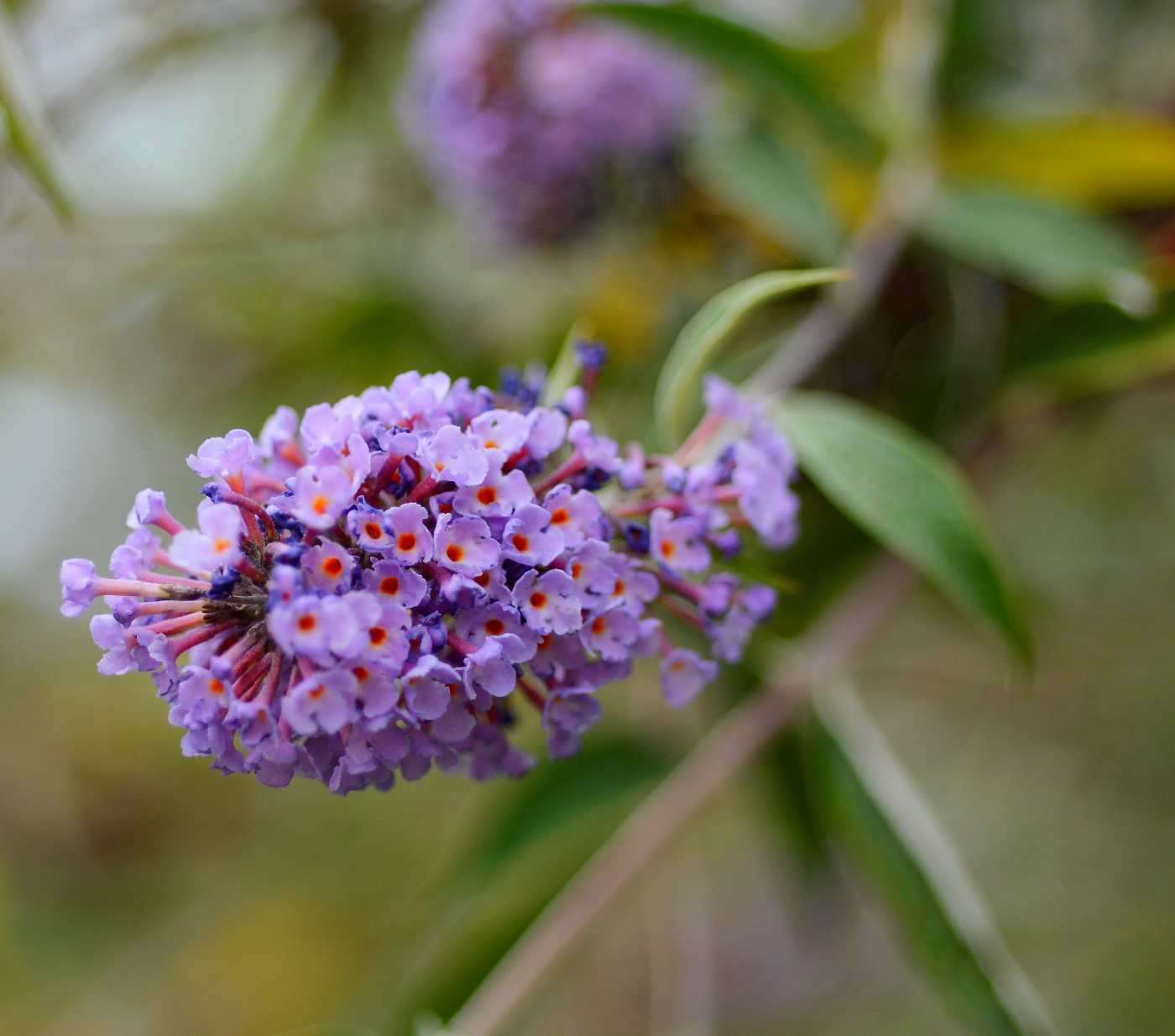 Image of Buddleja davidii specimen.