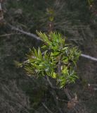 Image of taxon representative. Author is Александр Лебедев