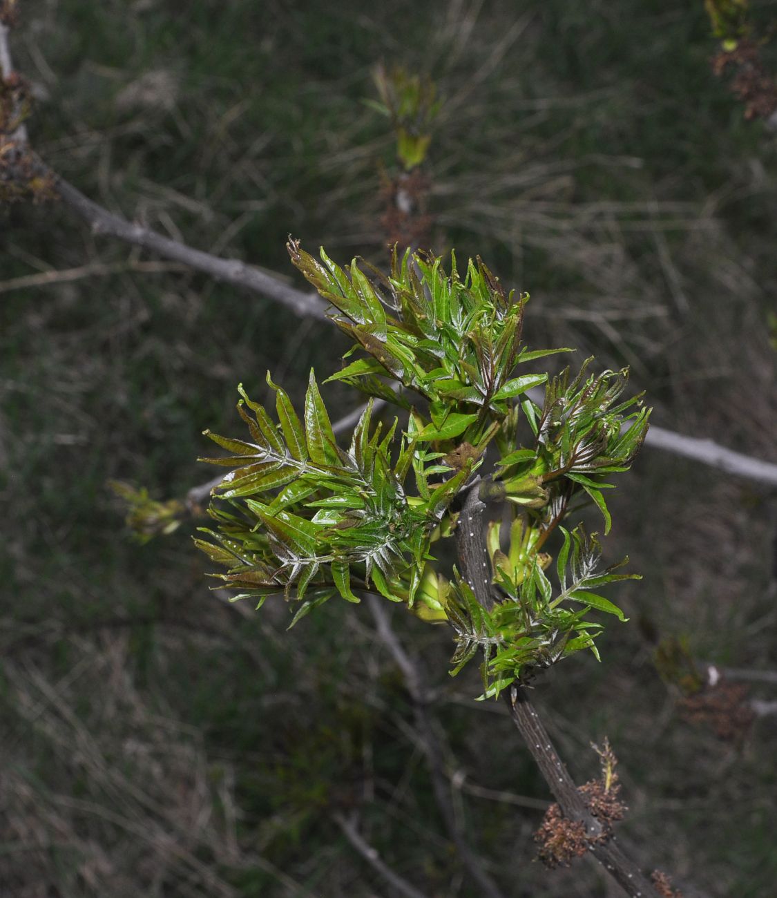 Изображение особи род Fraxinus.