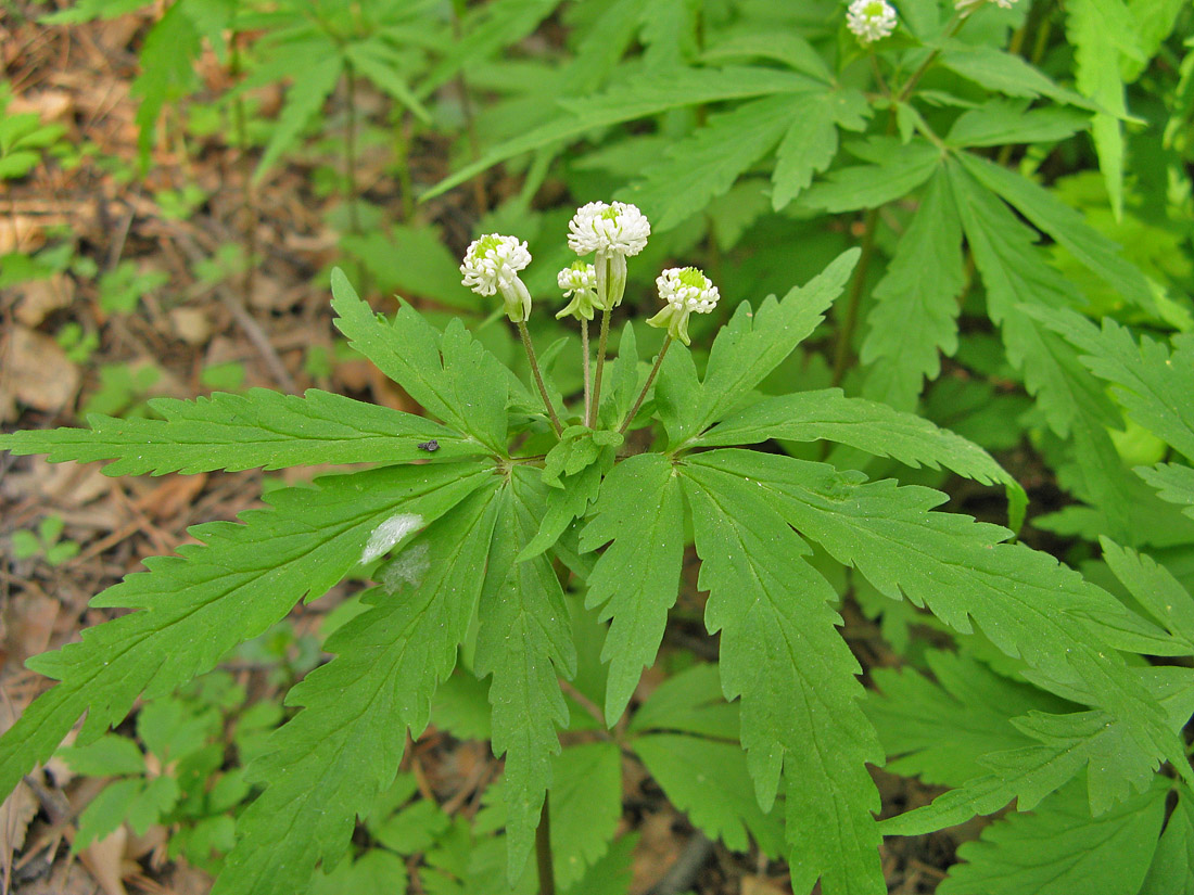 Изображение особи Anemone reflexa.