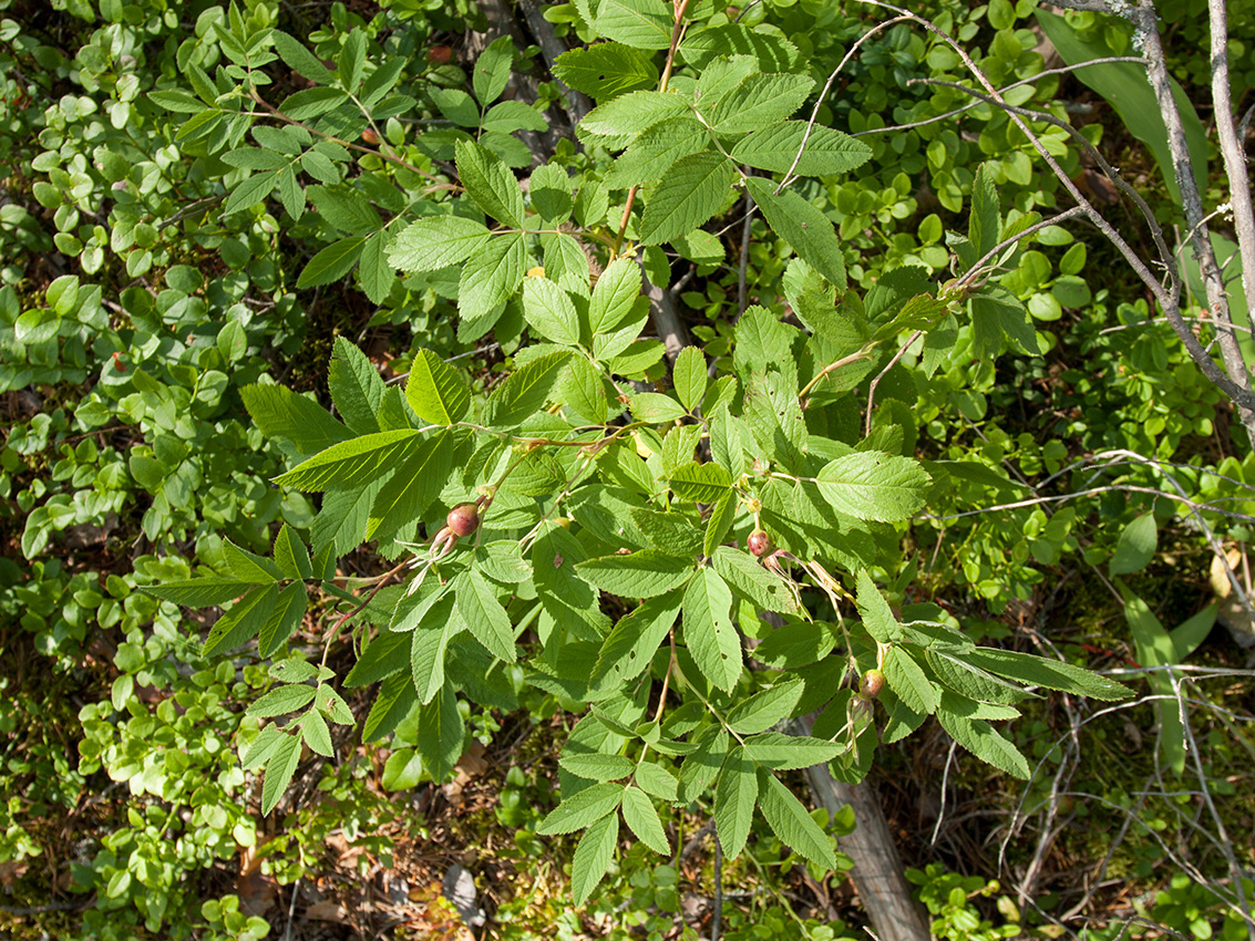 Изображение особи Rosa cinnamomea.