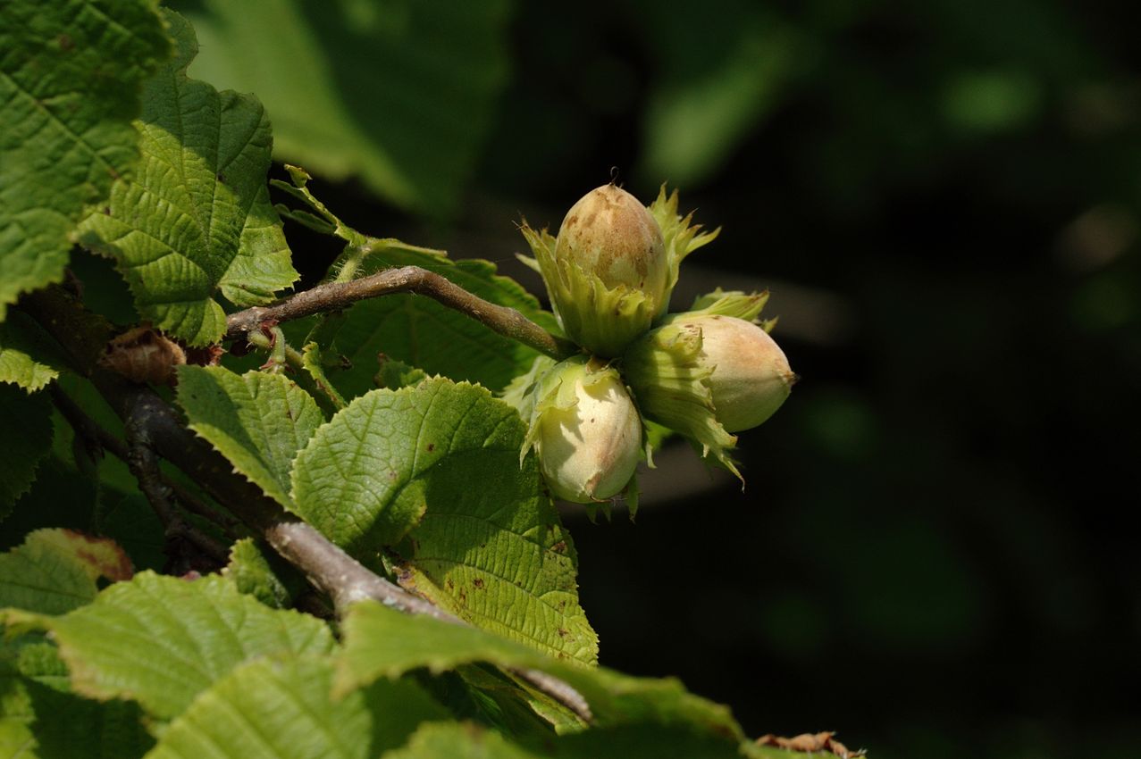 Image of Corylus avellana specimen.