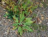 Plantago camtschatica. Плодоносящее растение. Сахалинская обл., Корсаковский р-н, побережье перед мысом Великан, на гравийно-песчаном пляже. 15.08.2019.