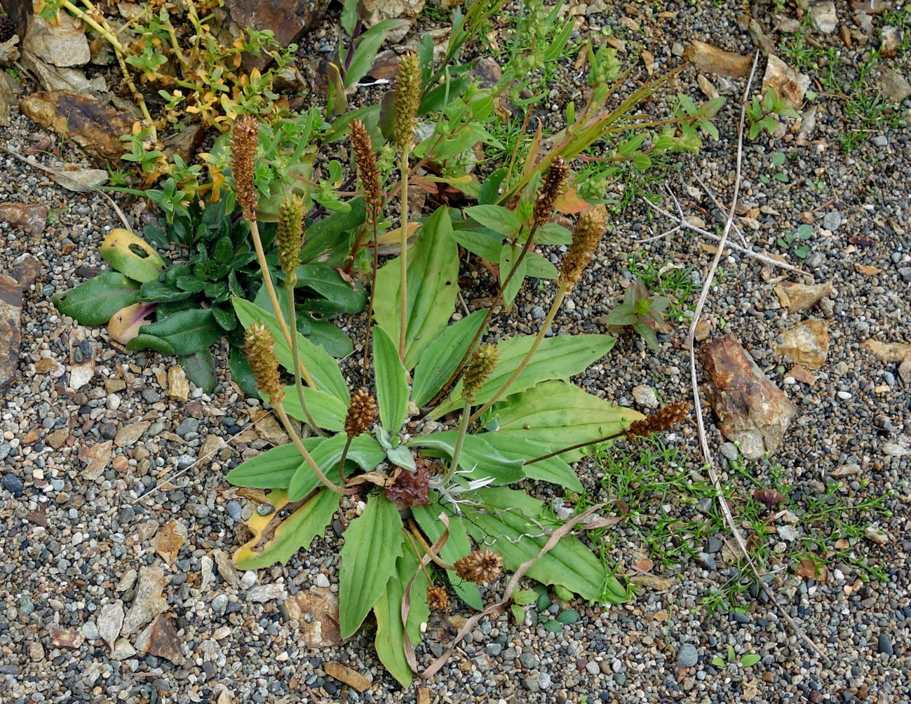 Изображение особи Plantago camtschatica.