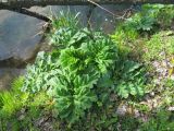 Heracleum sosnowskyi