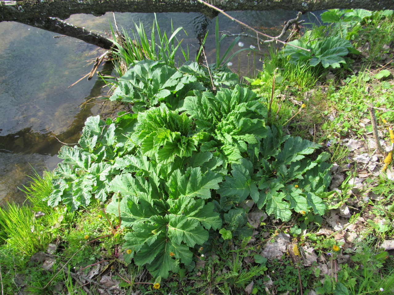 Image of Heracleum sosnowskyi specimen.