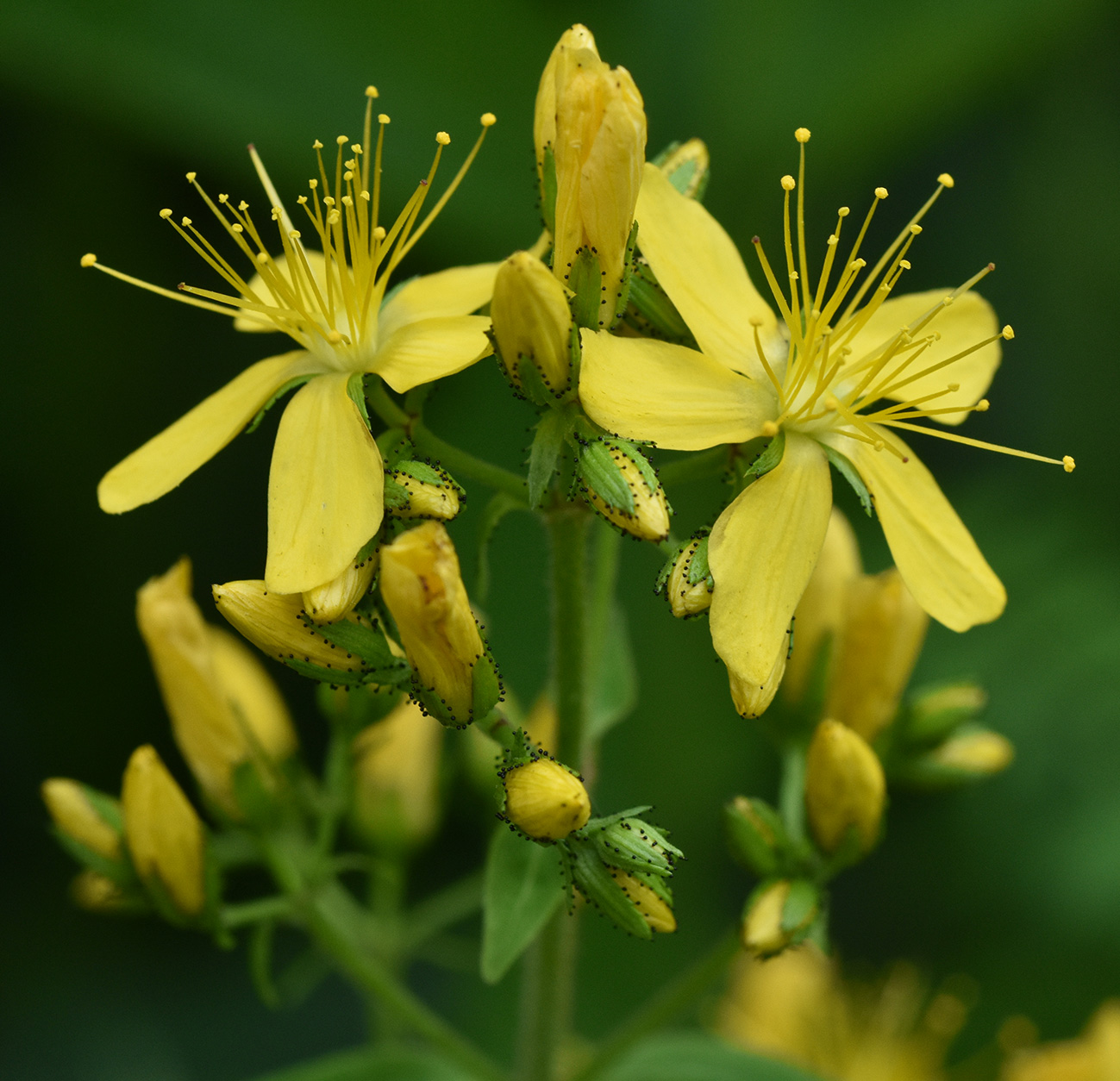 Изображение особи Hypericum hirsutum.