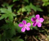 Geranium palustre