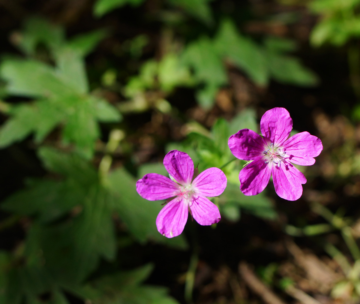 Изображение особи Geranium palustre.