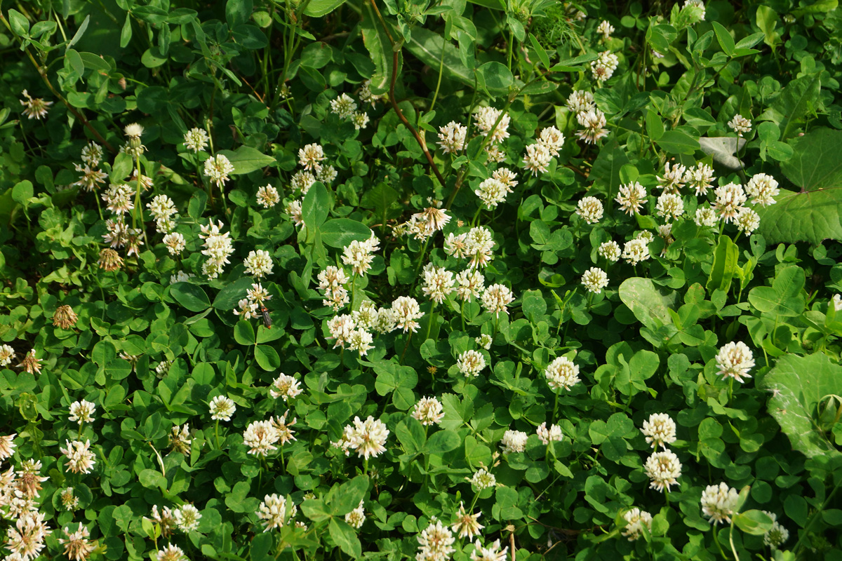 Image of Trifolium repens specimen.