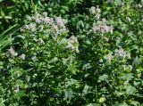 Mentha spicata