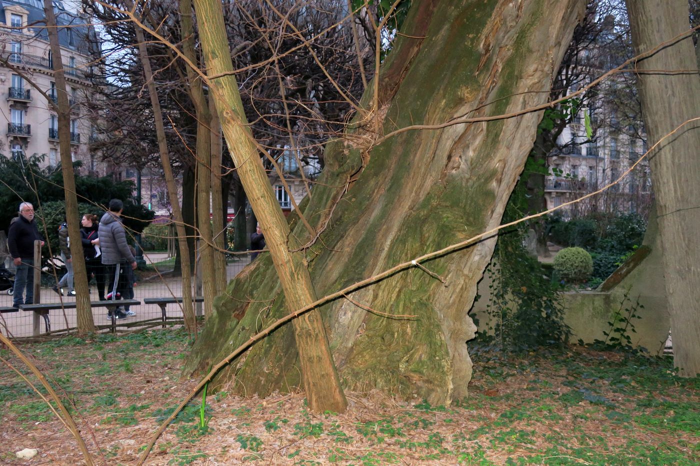 Изображение особи Robinia pseudoacacia.