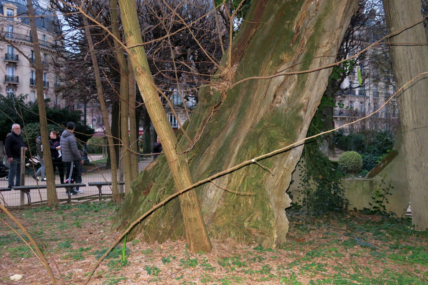 Image of Robinia pseudoacacia specimen.