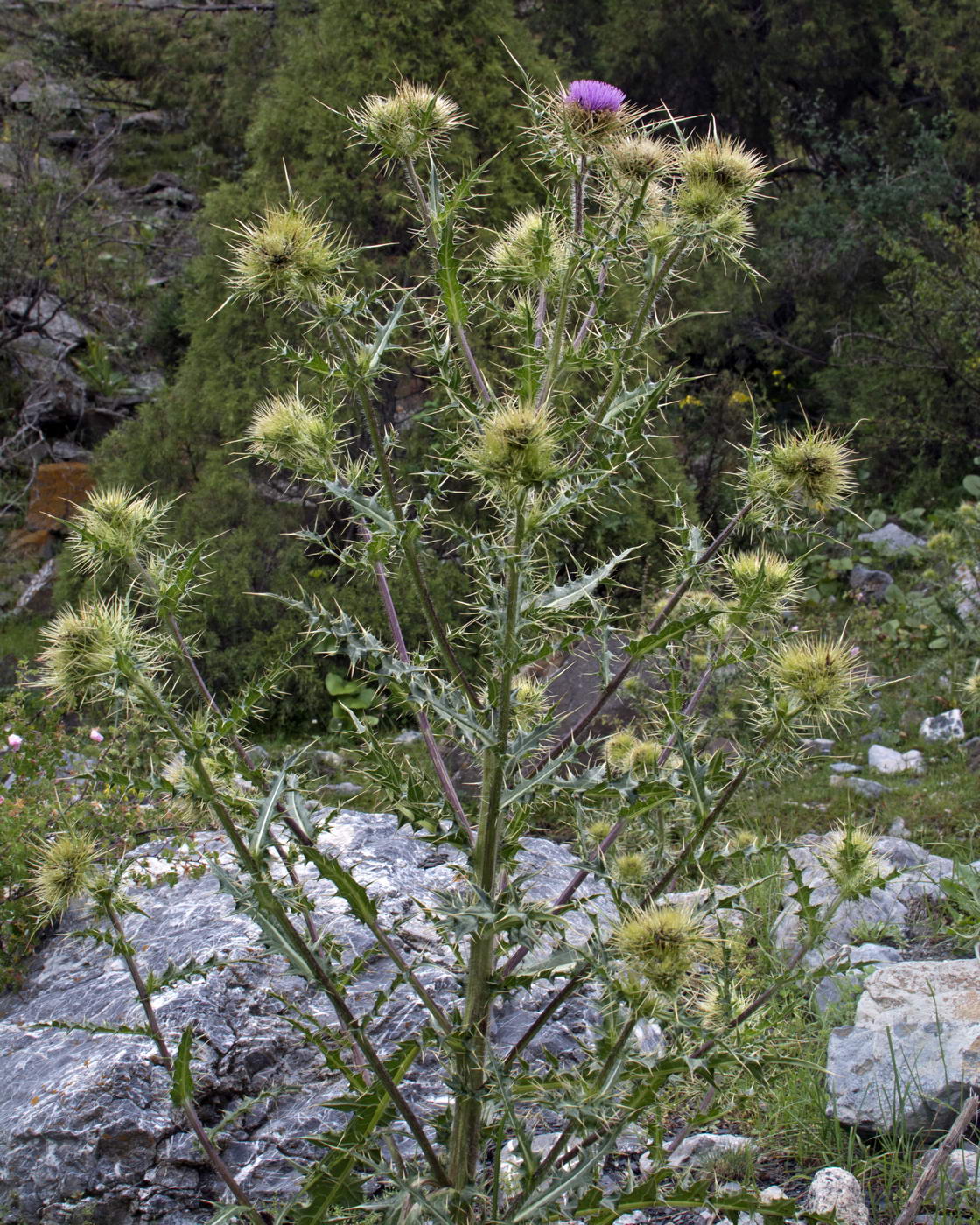 Image of Cirsium semenowii specimen.