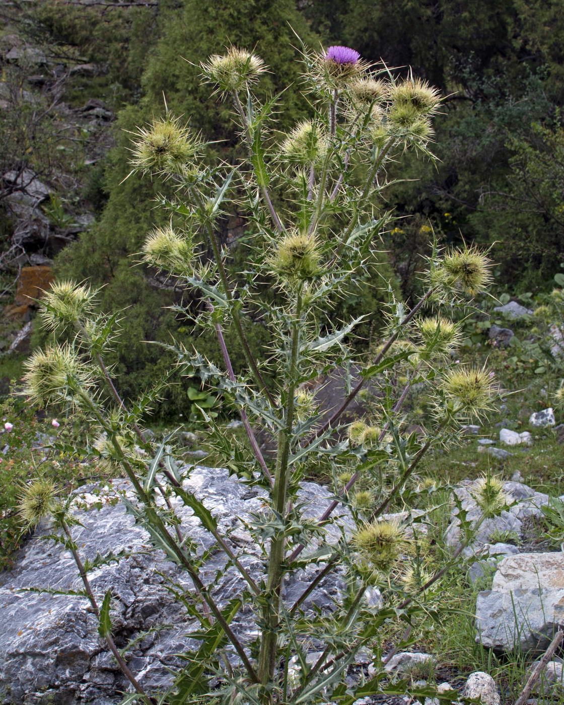 Изображение особи Cirsium semenowii.