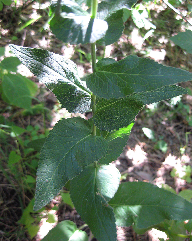 Image of Campanula bononiensis specimen.