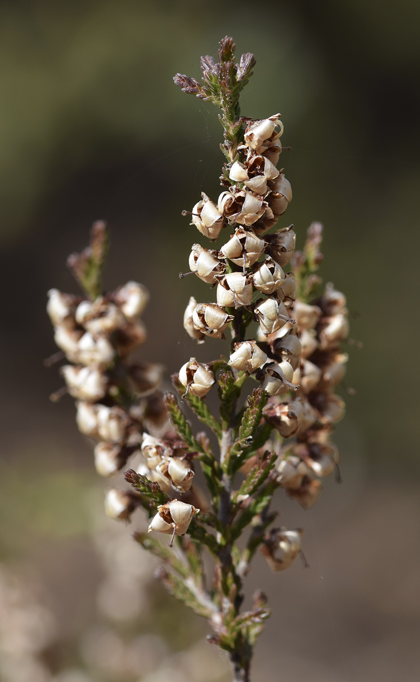 Изображение особи Calluna vulgaris.