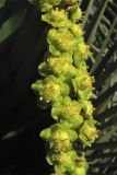 Euphorbia ingens. Соцветия-циации. Испания, Канарские о-ва, Тенерифе, Пуэрто де ла Крус (Puerto de la Cruz), в городском озеленении. 11 марта 2008 г.