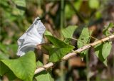 род Calystegia. Часть побега с цветком на стебле Phragmites australis. Ленинградская обл., Кингисеппский р-н, окр. дер. Урмизно, побережье Финского залива, заросли тростника на мелководье. 31.08.2019.