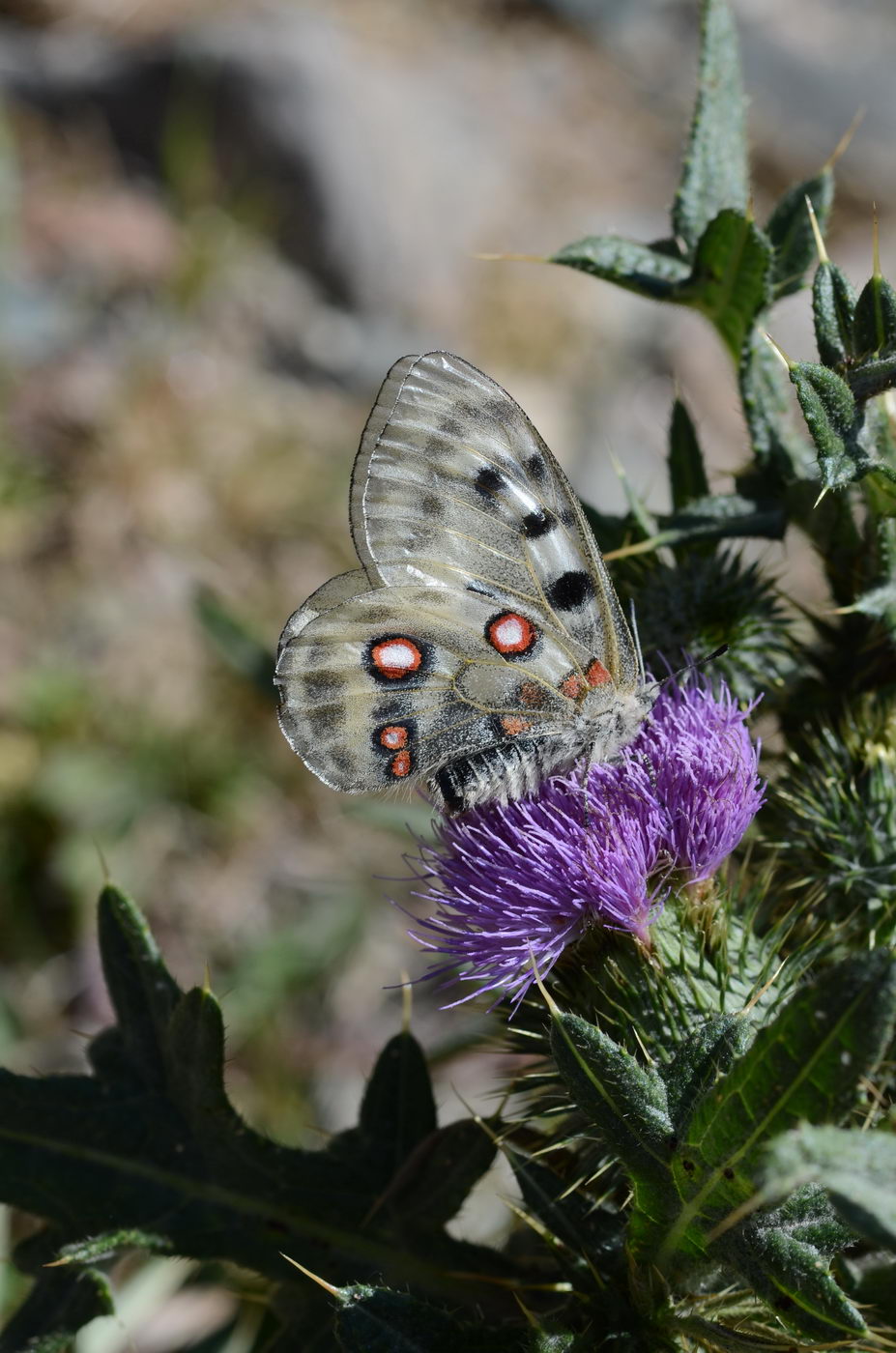 Изображение особи Cirsium vulgare.