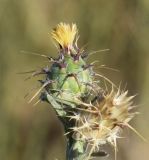 Centaurea melitensis. Соцветие. Испания, автономное сообщество Каталония, провинция Жирона, комарка Альт Эмпорда, муниципалитет Росас, мыс Норфеу, на каменистом субстрате среди кустарников. 01.06.2019.