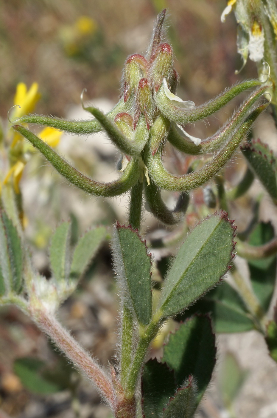 Image of Trigonella spruneriana specimen.