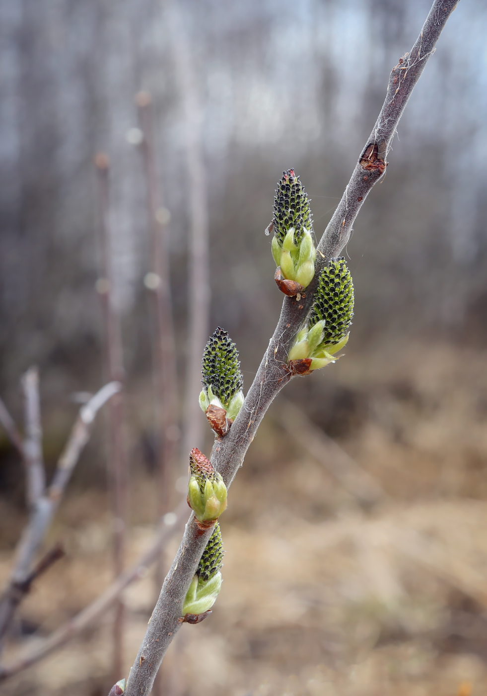 Image of Salix cinerea specimen.