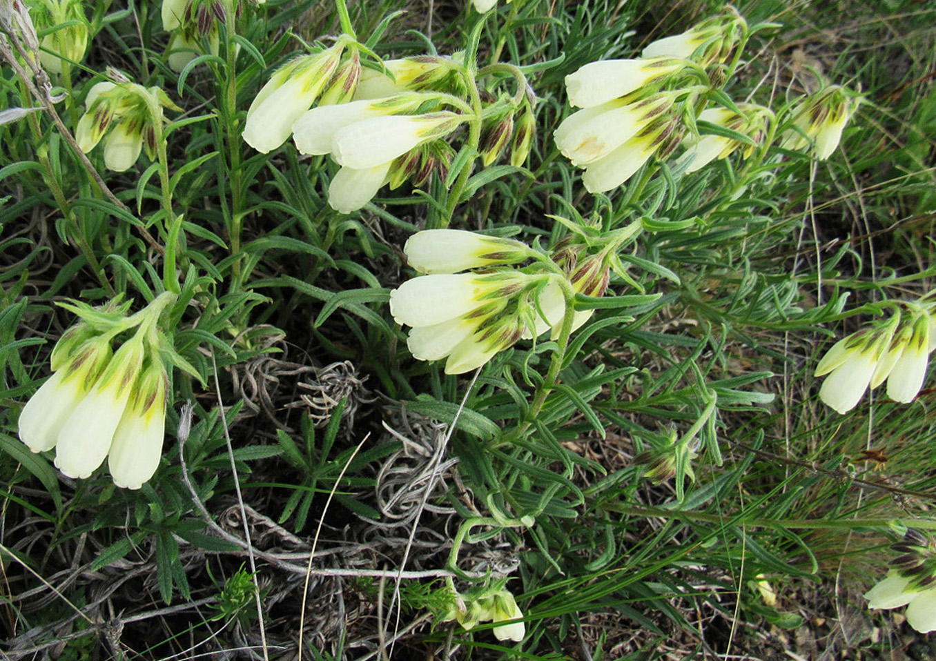 Image of Onosma simplicissima specimen.