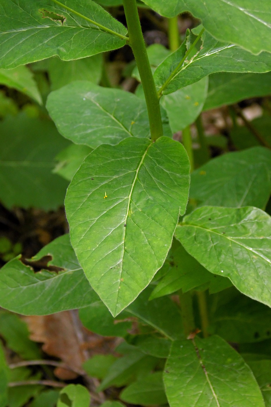 Image of Euphorbia squamosa specimen.