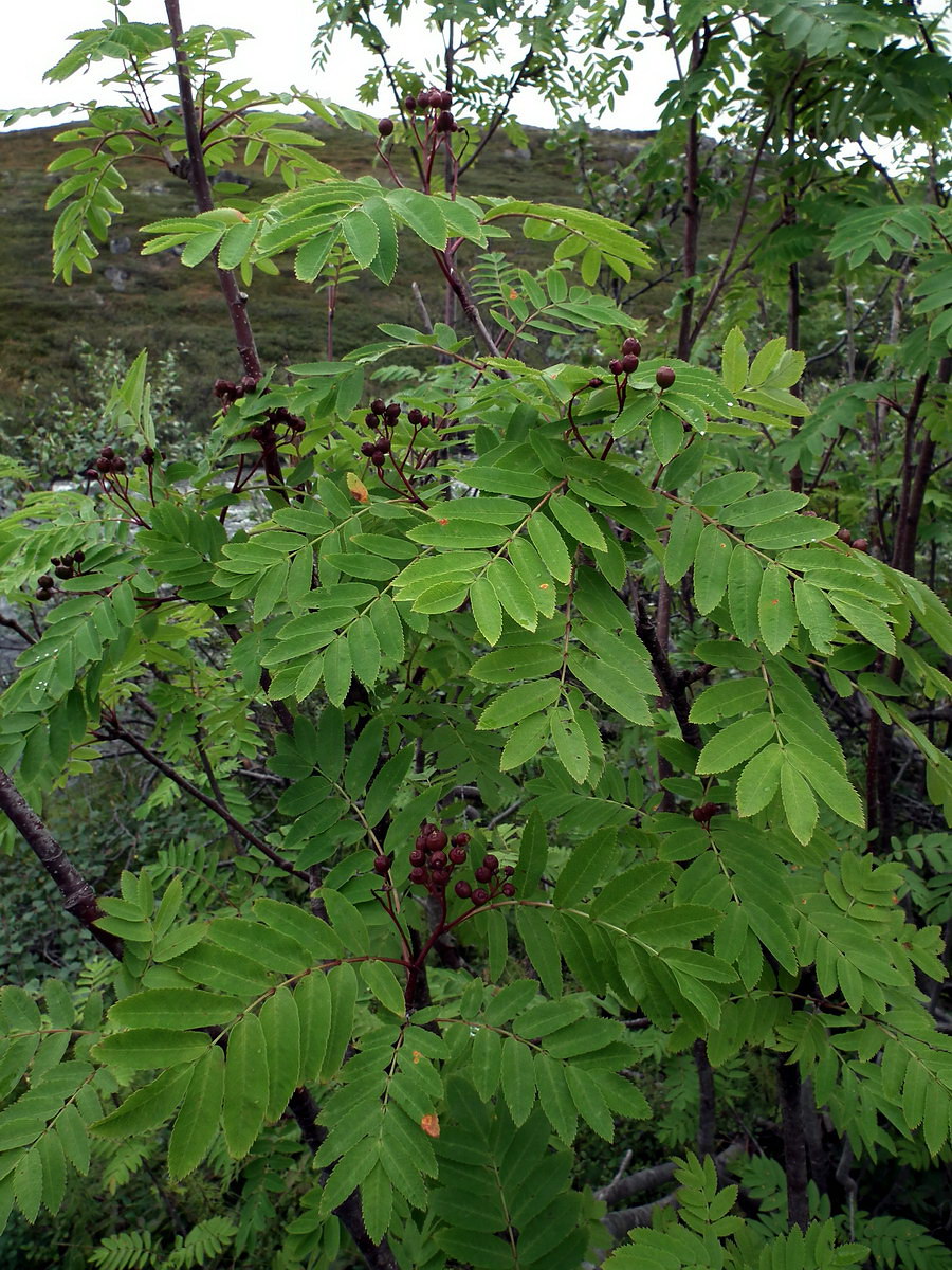 Image of Sorbus aucuparia ssp. glabrata specimen.