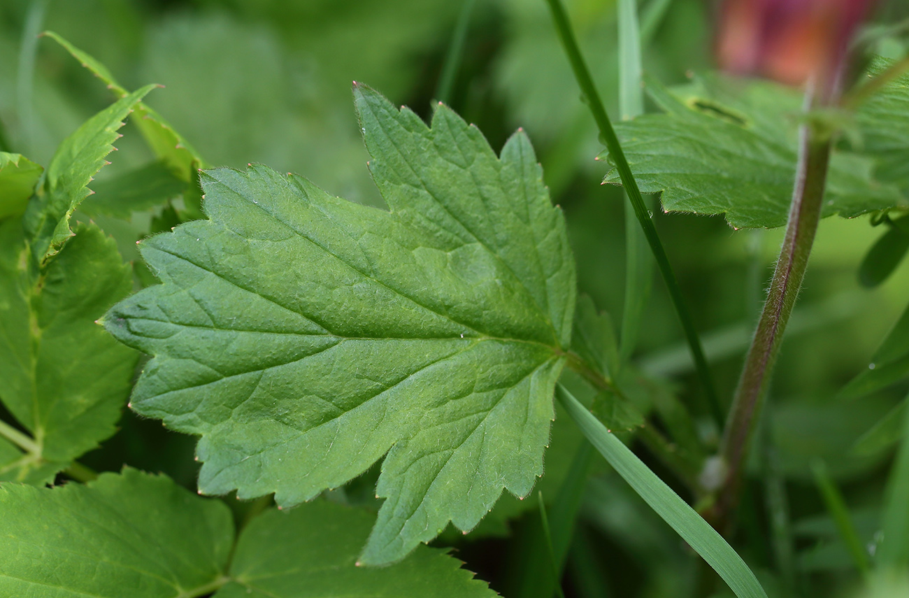 Image of Geum rivale specimen.