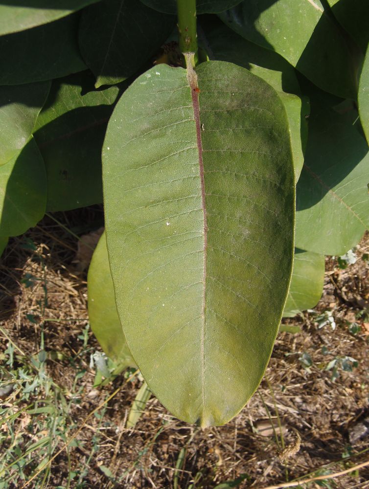 Изображение особи Asclepias syriaca.