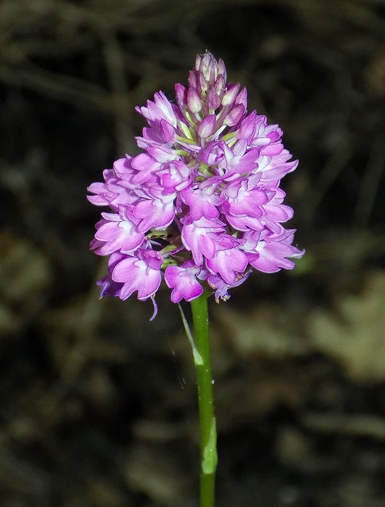 Изображение особи Anacamptis pyramidalis.