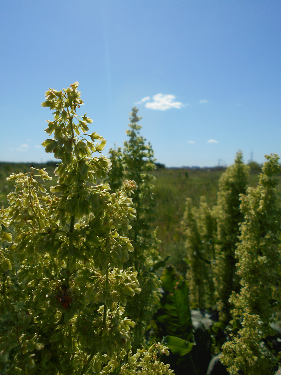 Image of Rumex confertus specimen.