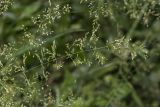 род Agrostis