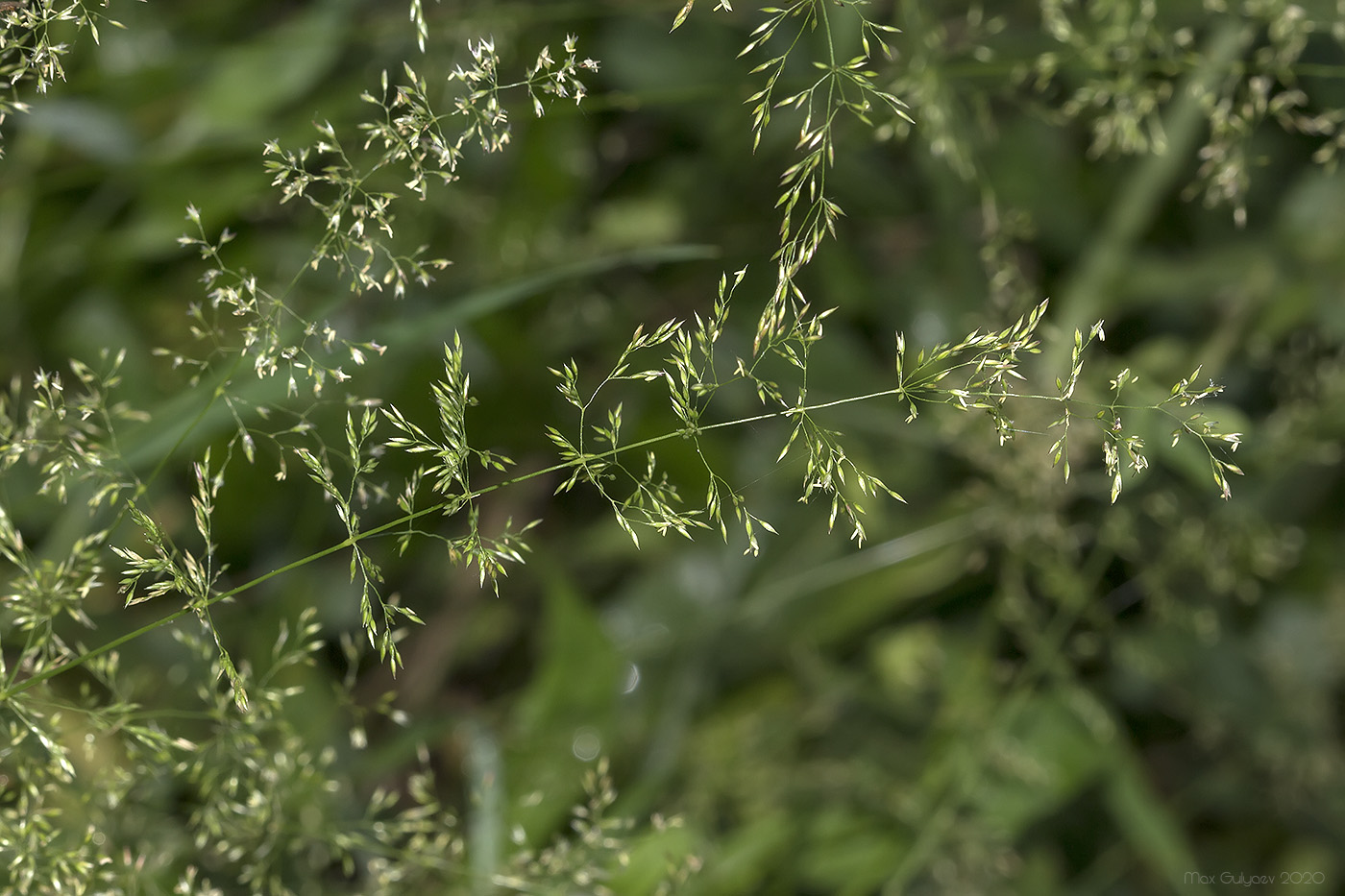 Изображение особи род Agrostis.