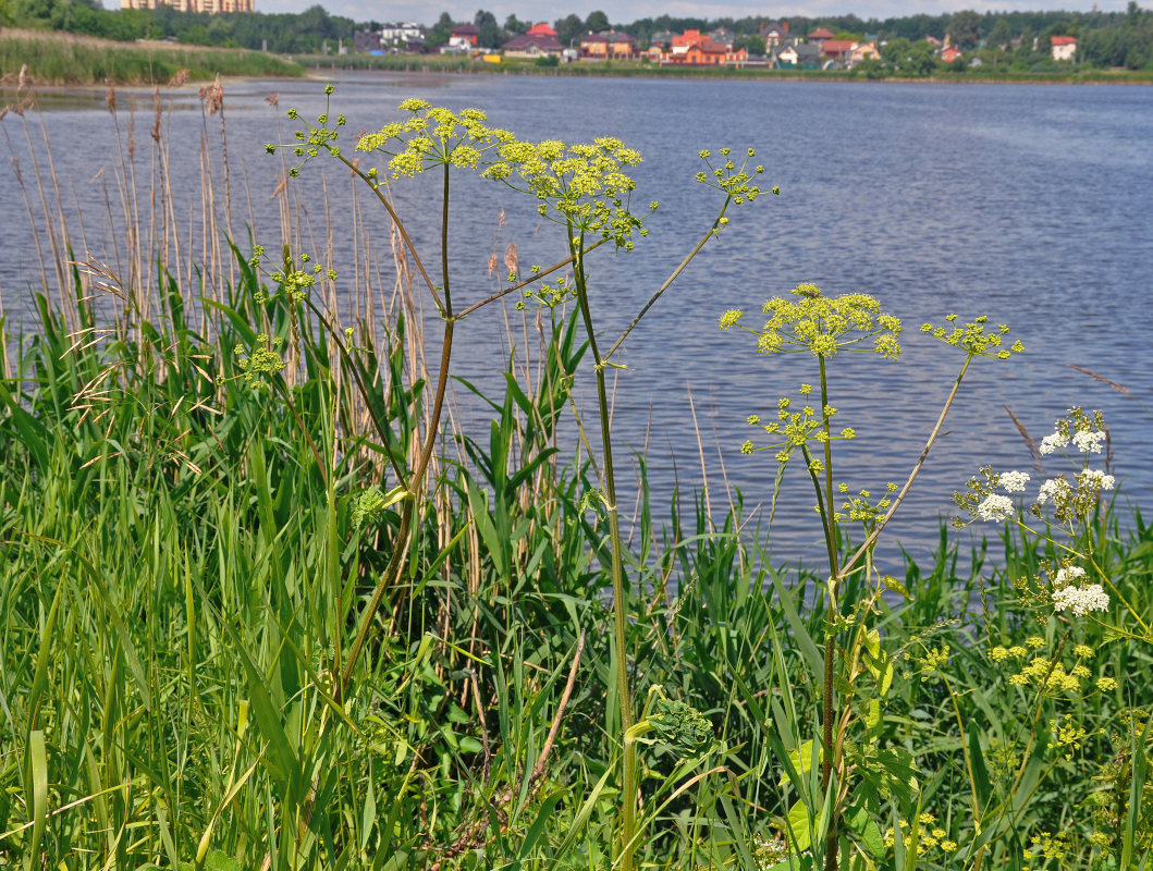 Изображение особи Heracleum sibiricum.