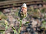 Centaurea stoebe