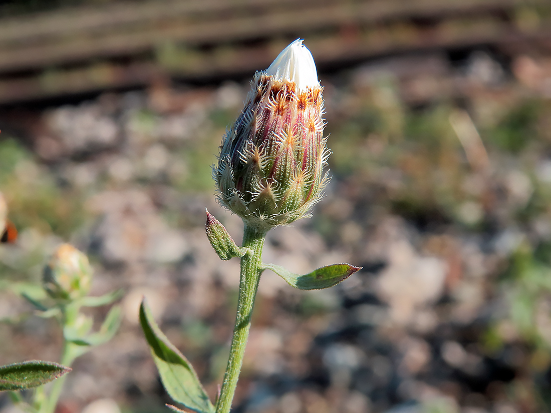 Image of Centaurea stoebe specimen.