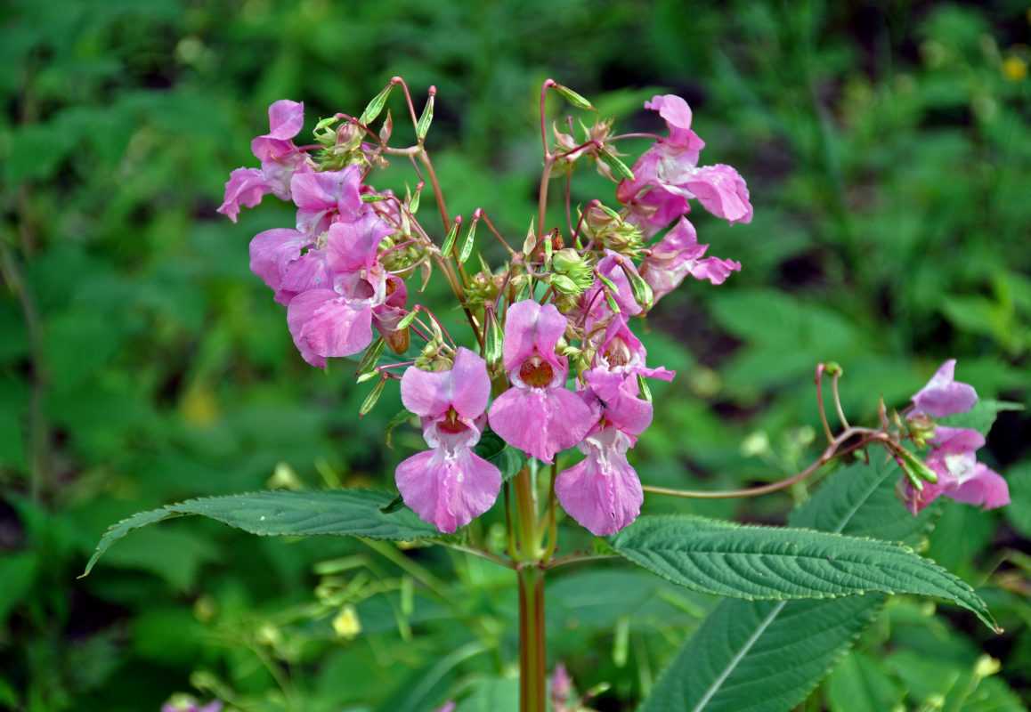 Image of Impatiens glandulifera specimen.