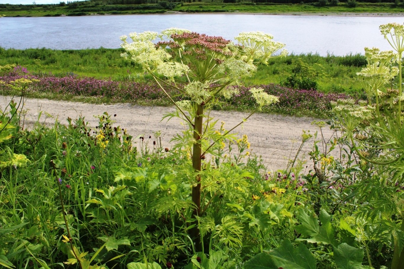 Изображение особи Pleurospermum uralense.