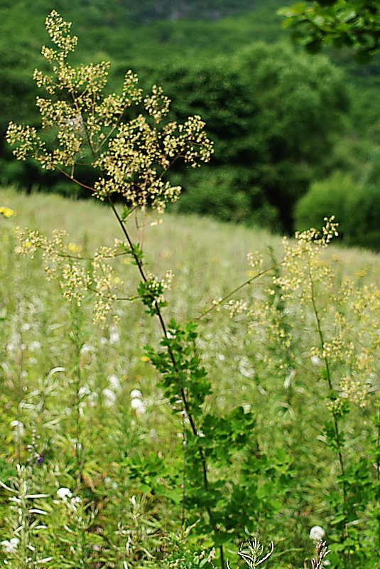 Image of Thalictrum minus specimen.
