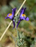 Linaria alpina